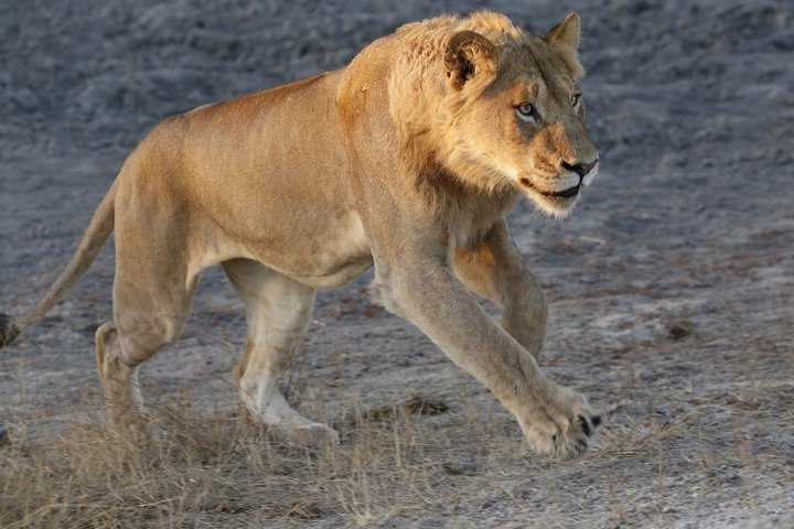 Dinokeng Game Reserve Near Johannesburg South Africa - Photo 1 of 7